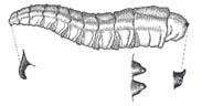 rootmaggot larvae.jpg (7195 bytes)