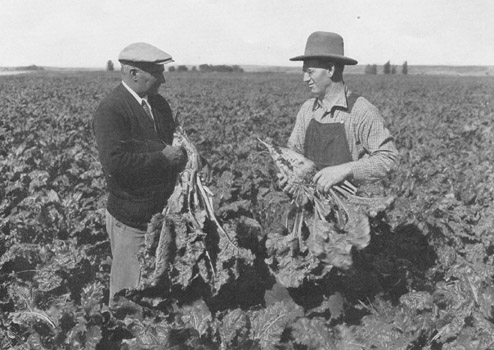 Left - F. L. Cooper, field man for the Holly Sugar Corporation. Right - E. J. Ludington, one of the early settlers and prominent farmers and livestock raisers of the Lower Yellowstone Project. Mr. Cooper was formerly employed by the Lower Yellowstone Development Association.