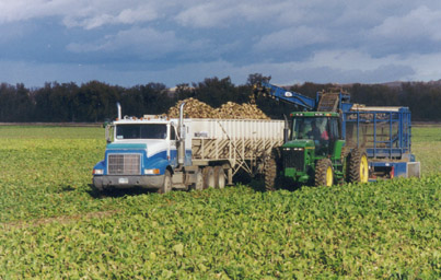 Harvesting beets on the Steinbeisser farm.